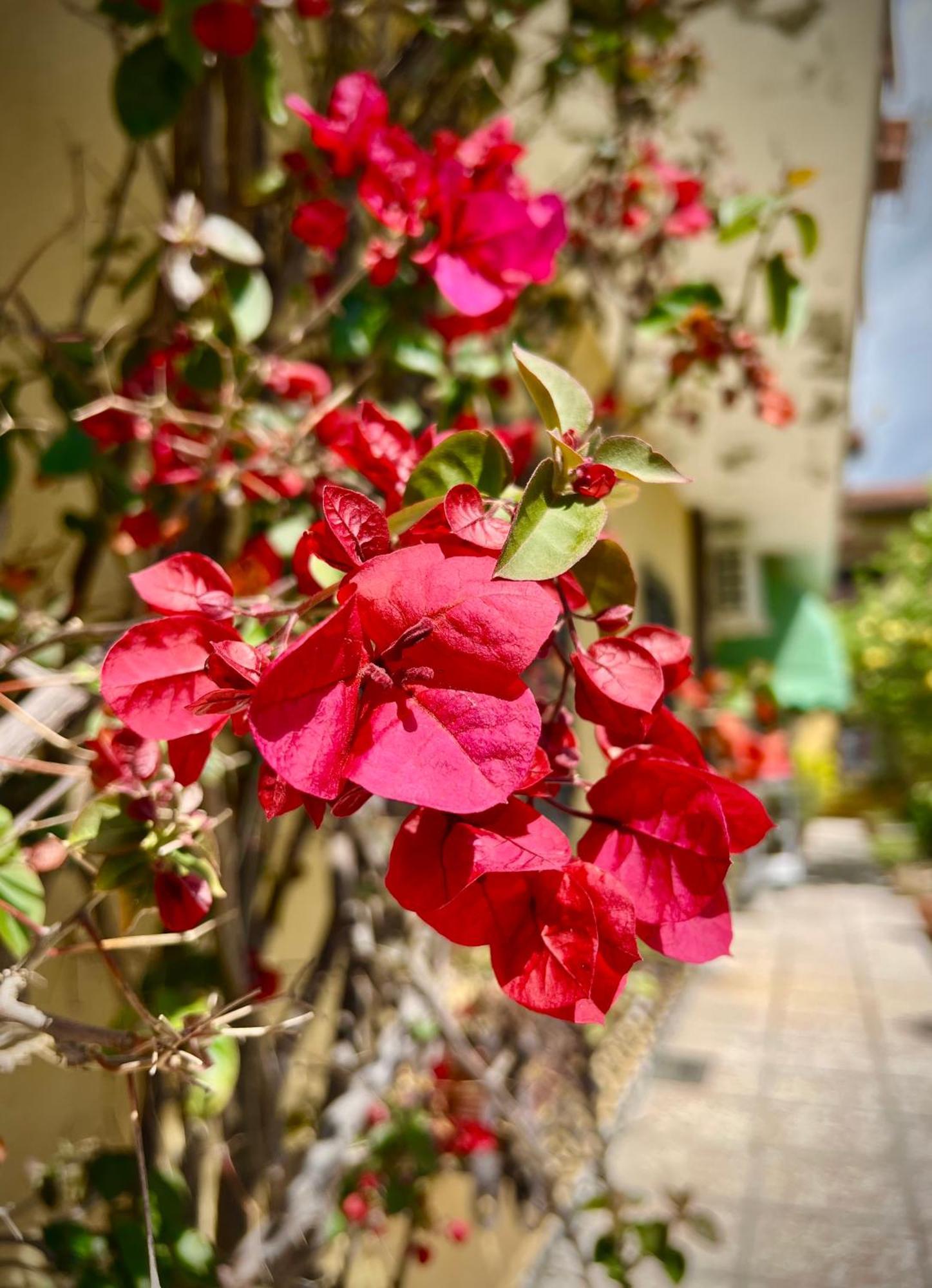 Bed&Breakfast Villa Lorena ฟอร์เต เดย์ มาร์มี ภายนอก รูปภาพ